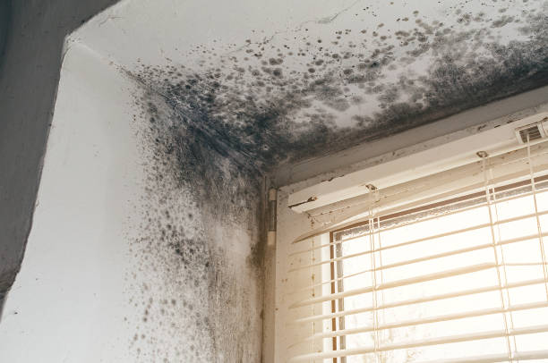 Affordable Hvac And Air Duct Mold Remediation solutions in Portage, MI